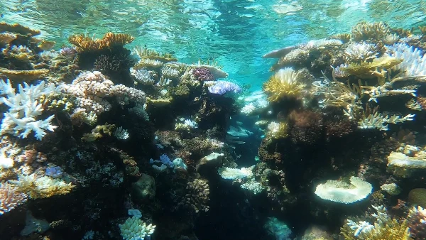 Dive Highlights